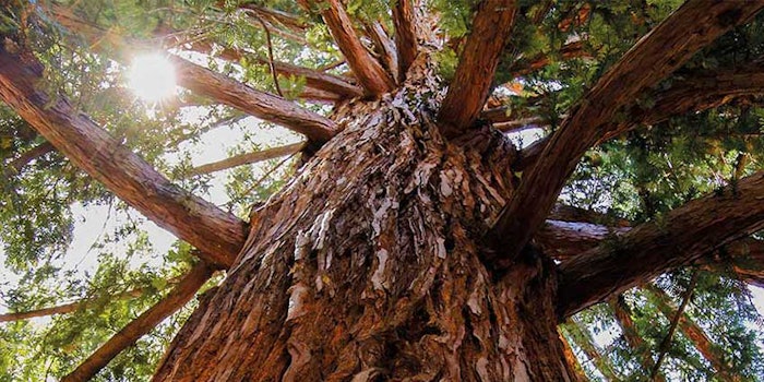 MReaload-Sequoia850