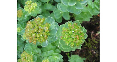 Rhonda Si2002 Image1