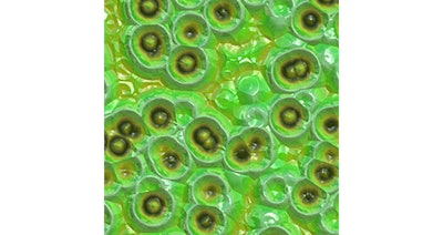 Rhonda Si2002 Image22