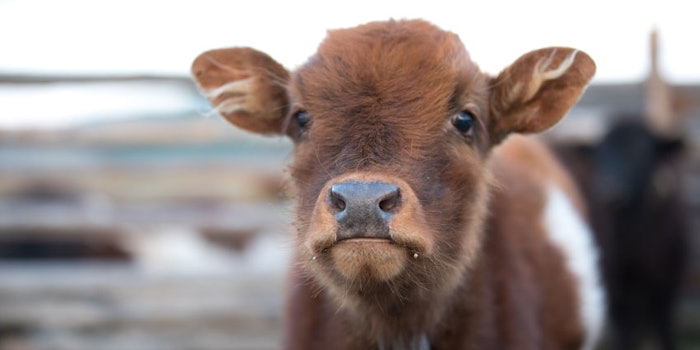 vegantreatmenttrends_np