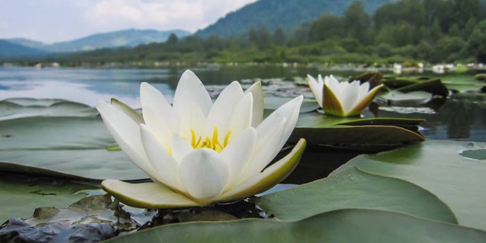 WhiteWaterLilyonPond850x425