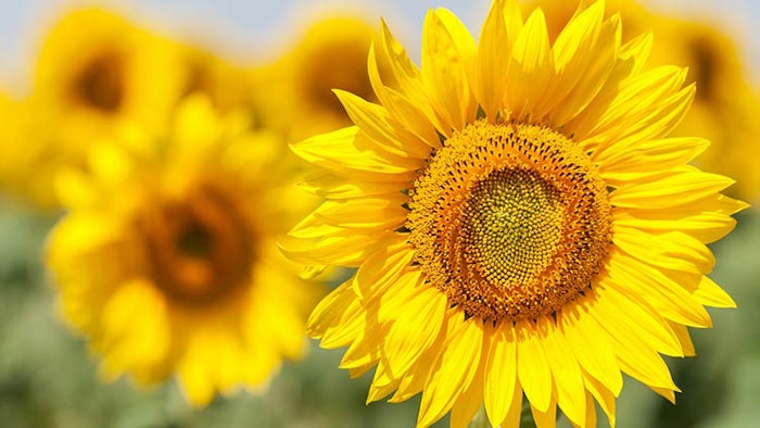 Ds2010 Herbal Dreamstime Xxl 25546124 850np