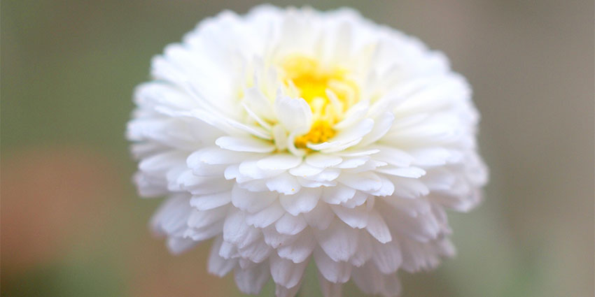The Roman chamomile comes from the Piedmont region in Italy.