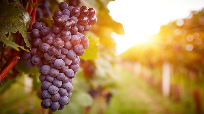 Grapes from a vineyard