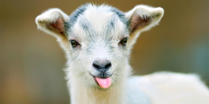 Goat milk can be found in skin care products from soaps to lotions to cleansers.