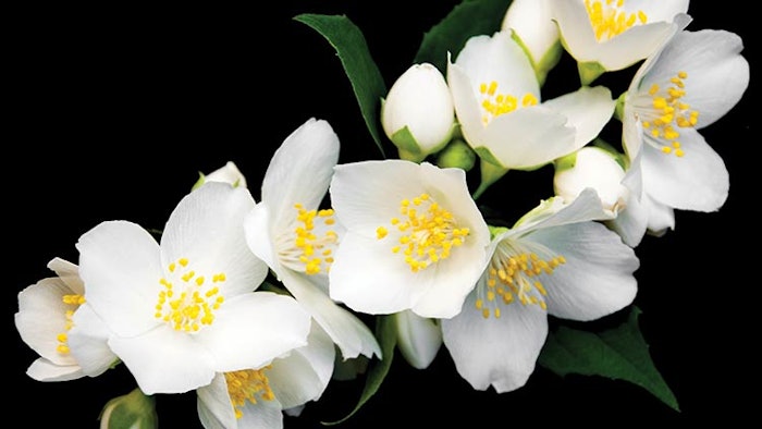 Ds2105 Jasmine Dreamstime Xxl 55434607 850np