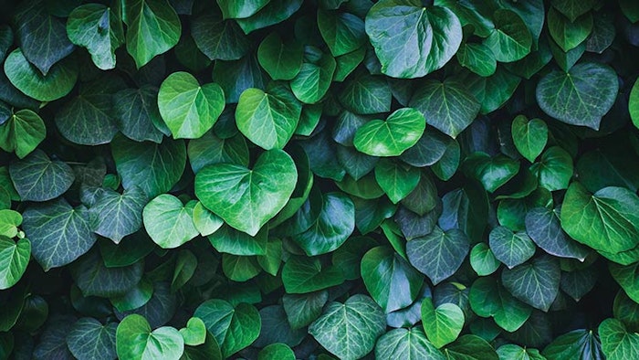 Ds2106 Growing Greener Biophilia Dreamstime Xxl 183778641 850np