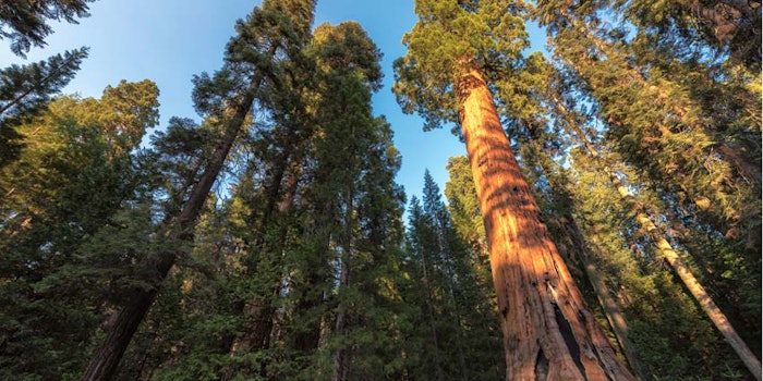 GiantSequoiaGroundUpView_850x425