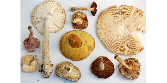 The use of psilocybin mushrooms in beauty products is a growing trend that beauty founders are comparing to the rise of CBD.