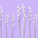 Veri Peri holds the sweetness of periwinkles with lily of the valley and a twist of amber and musk.