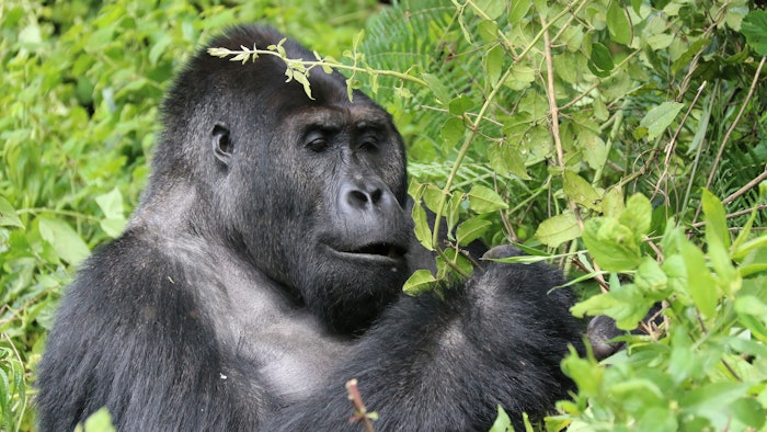 The observation of the western lowland gorilla is at the origin of Phyt’anim Grains of Paradise to relieve skin in a state of chronic inflammation.