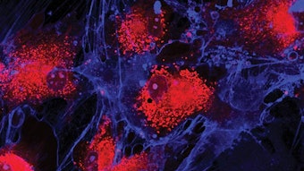 Si2206 Cell Dreamstime Xxl 36826587 850np