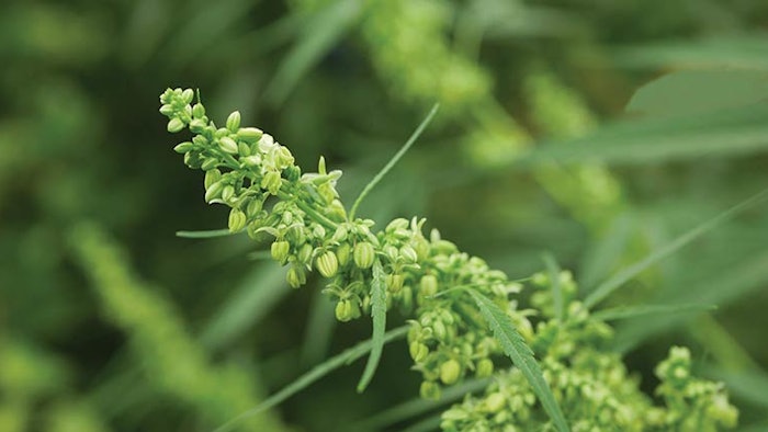 Cannabigerol (CBG)
