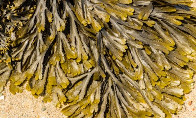 Rhonda Si2209 Graphicelement2