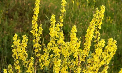 Rhonda Si2209 Graphicelement3