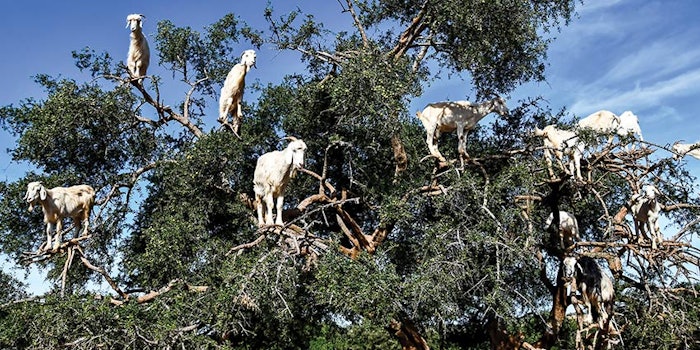 Si2209 Jar Dreamstime Xxl 140942826 850np