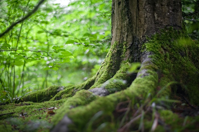 CDP scored nearly 15,000 companies on their climate change, forests and water security disclosures.