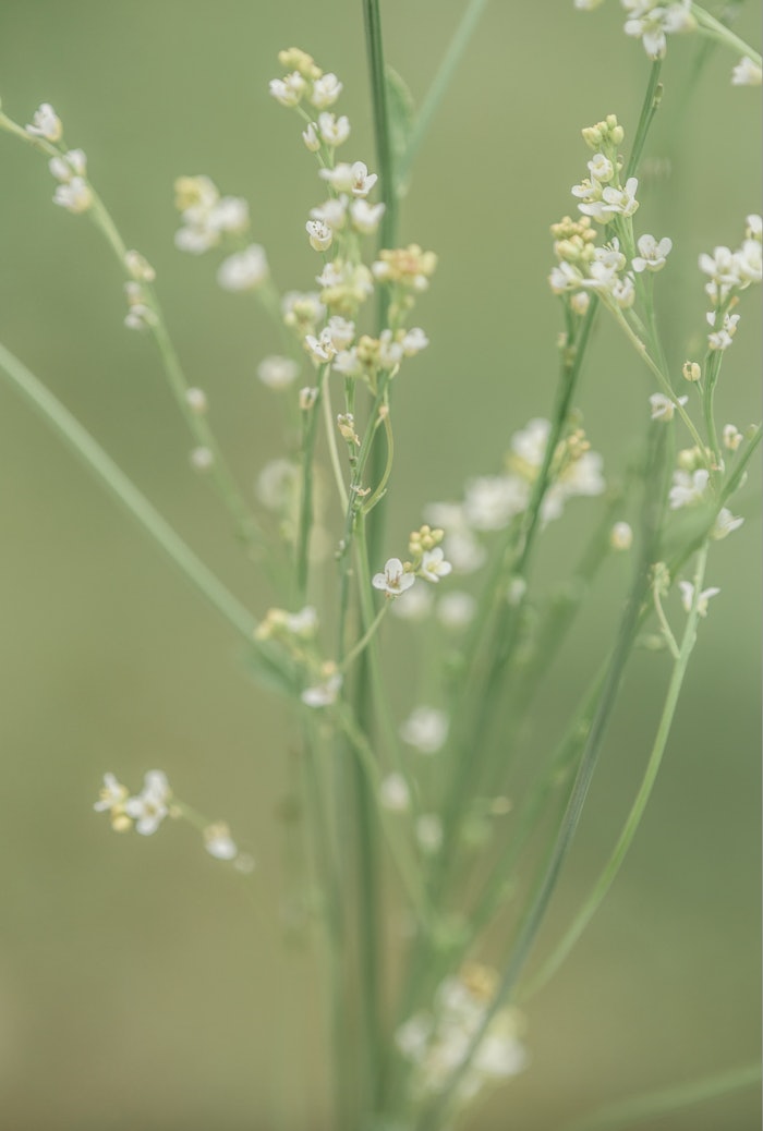 Naturescrops