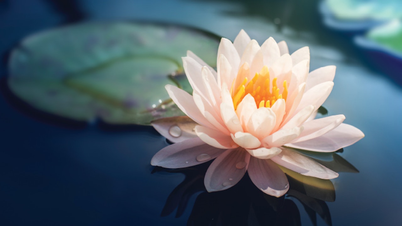 Ingredient 101: Lotus Flower