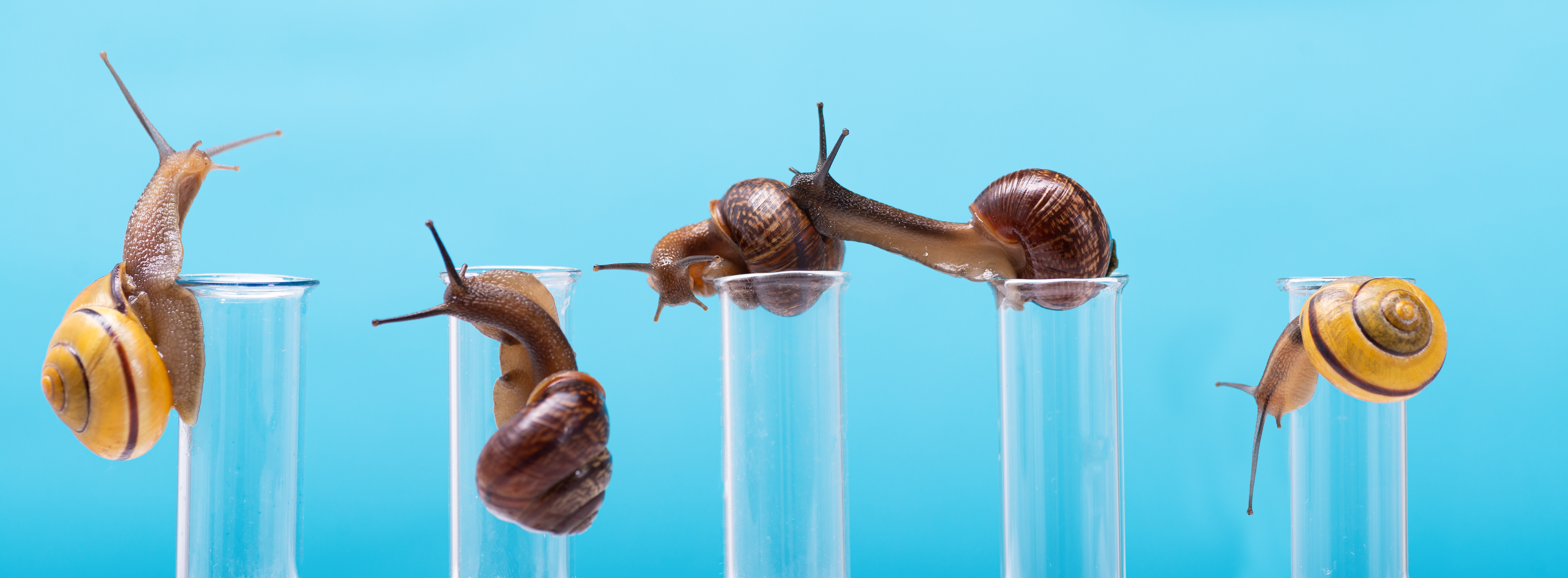 Snail Mucin Trending Ingredient