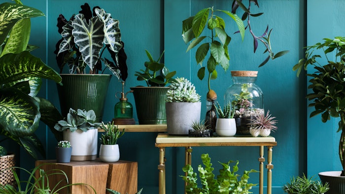 Stylish composition of home garden interior filled a lot of beautiful plants, cacti, succulents, air plant in different design pots
