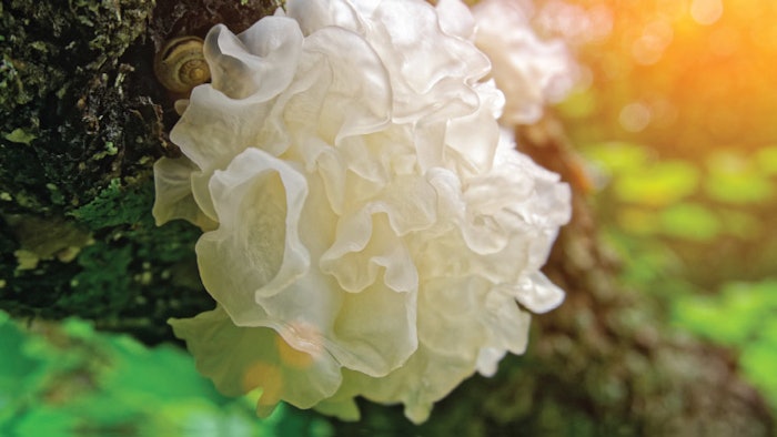 Often compared to hyaluronic acid, snow mushroom has become well-known for its countless skin benefits.