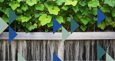 Clariant is one of the early adopters of plant milking technology, which led to the development of its Prenylium ingredient.