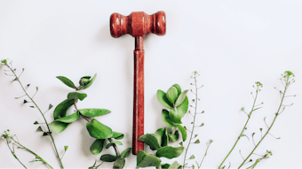 Wooden gavel for a judge on a background with green plants.