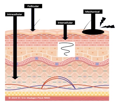 Emf Transcellularroute
