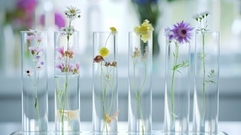 Test tubes with flowers in the laboratory. Concept of floratherapy, Bach flowers and alternative medicine