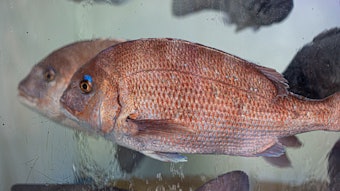 Live red seabream fish