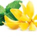 Natural Germacrene D 85