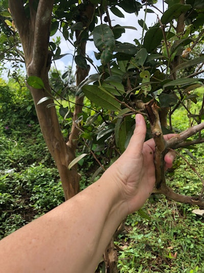 The farmers and communities of Dominica have poured countless hours into improving their infrastructure, taking a proactive approach to mitigating the effects of climate change and ensuring their natural products have a future in the world economy.