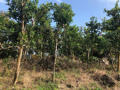 Bay oil has played a pivotal role in the economy of Dominica since the 19th century, finding use in a wide range of fragrances including the eponymous “Bay Rum” cologne.