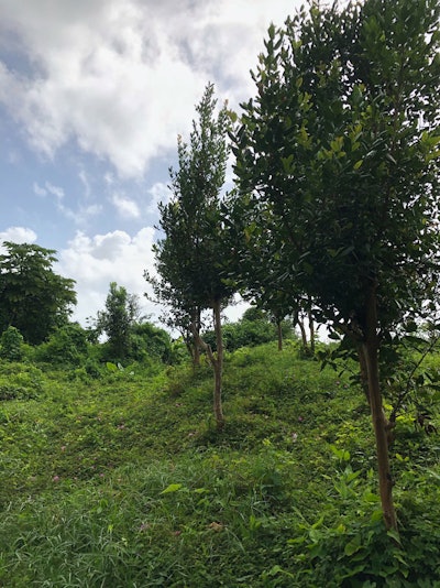 In 2019, the Climate Resilience Execution Agency of Dominica was established, and in 2023 it drafted a climate resilience plan to further establish its goals towards maintaining a stable and sustainable economic future amidst a world increasingly impacted by climate change.