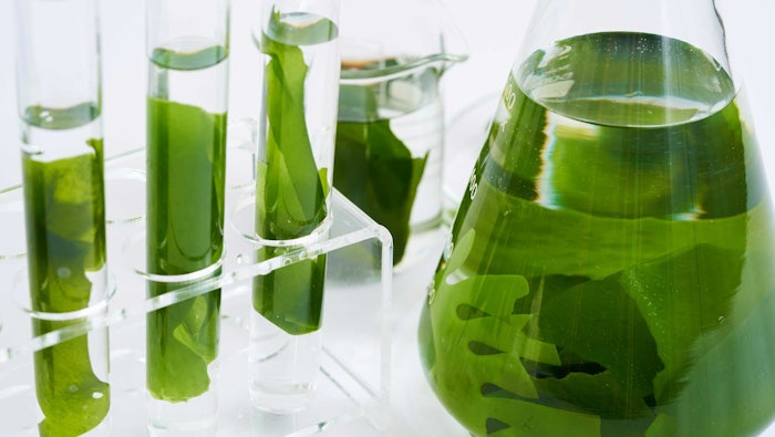 kelp in lab glassware research concept