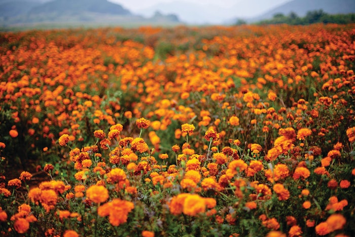 Tagetes