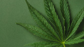 Leaf of cannabis on green background.