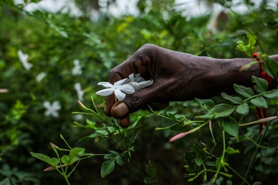 F-1. Harvest of Jasminum grandiflorum in India