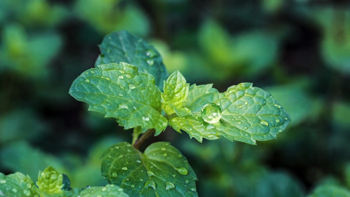 L-menthol is one of the main components of mint oil.