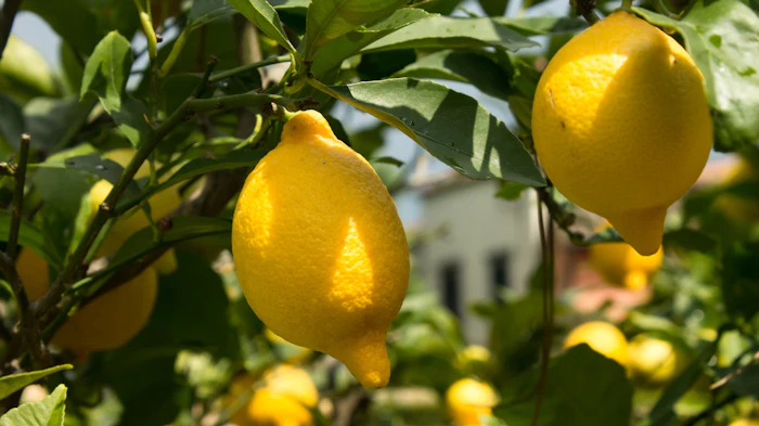ClearHT comes from honey truffle and offers new ways to modulate sweetness.
