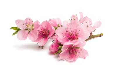 2-phenoxyethanol reminded the panel of cherry blossoms.