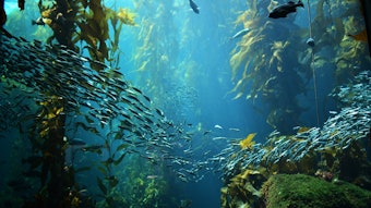 Microplastics are sometimes used in mineral-based sunscreens to get high-density particles to disperse evenly.