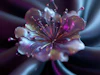Imagen Intensilk 22028229 64f82260fc0f08