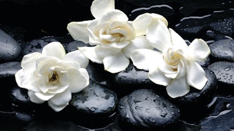 Gardenia can be effective for improving firmness and protecting against UV exposure.