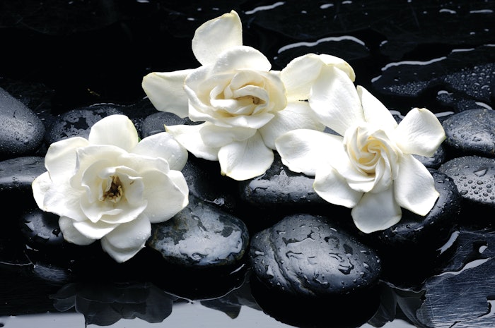 Gardenia can be effective for improving firmness and protecting against UV exposure.