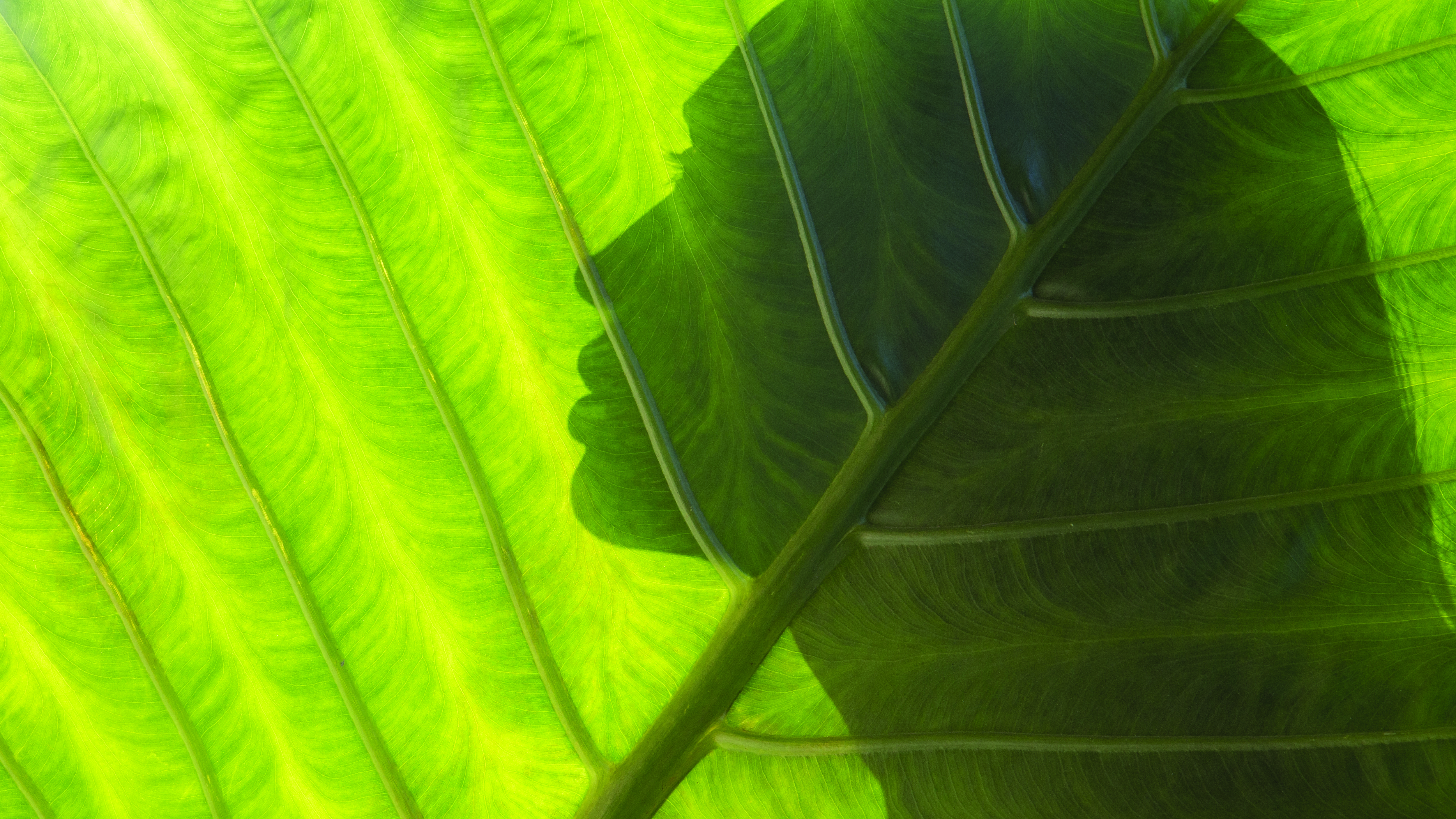 Holistic wellness for skin care is in, which means accounting for mental wellness and habits that are conducive to full-body health.