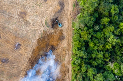 Demand for palm oil has led to mass deforestation; captured carbon may offer an alternative to plant-based sources for this in-demand ingredient.