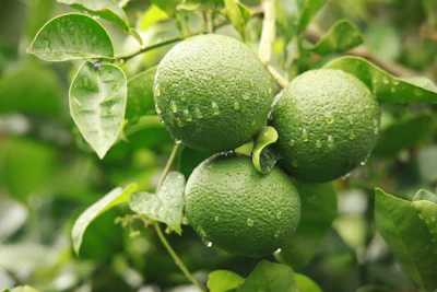 As of 2018, Ōita Prefecture produced approximately 99% of all kabosu in Japan.