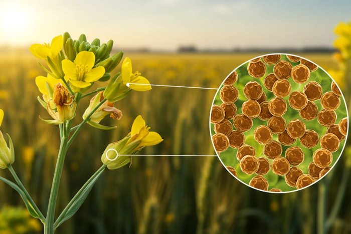 Growth factors are one of the most powerful anti-aging and skin-repairing actives available—but notoriously difficult to stabilize and deliver. Peauvita and Peauforia offers brands a clean, potent and formulation-friendly alternative.